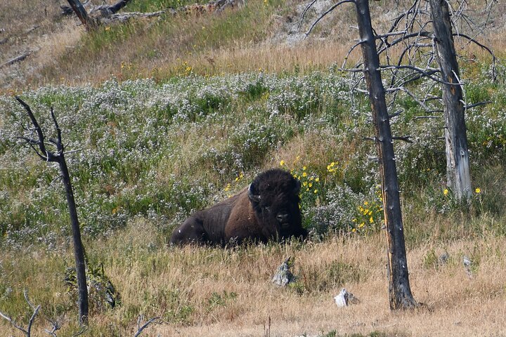 Private Guided Tour in Yellowstone National Park