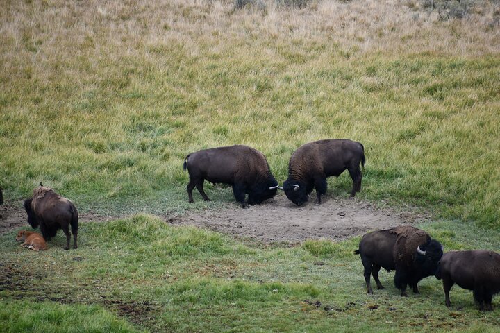 Private Guided Tour in Yellowstone National Park