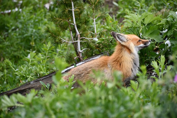 Private Guided Tour in Yellowstone National Park