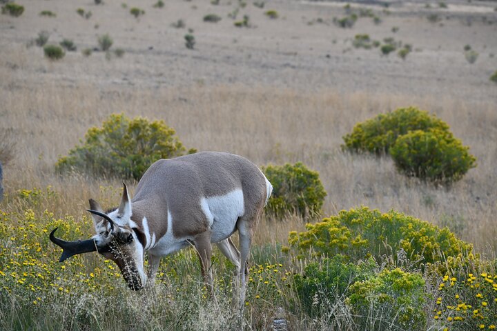 Private Guided Tour in Yellowstone National Park