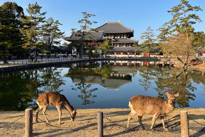 Kyoto and Nara Small Group Tour from Osaka