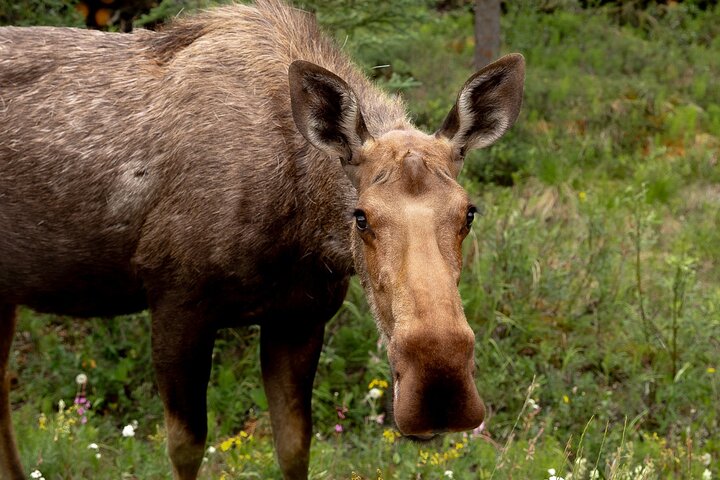 Denali in a Day Sightseeing Package