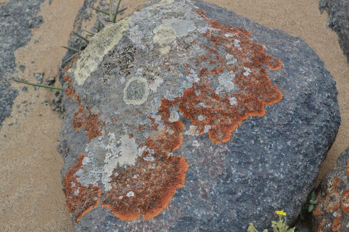 Skeleton Coast Park, and Ship Wrecks Old Oil Rigg, Diamond Field