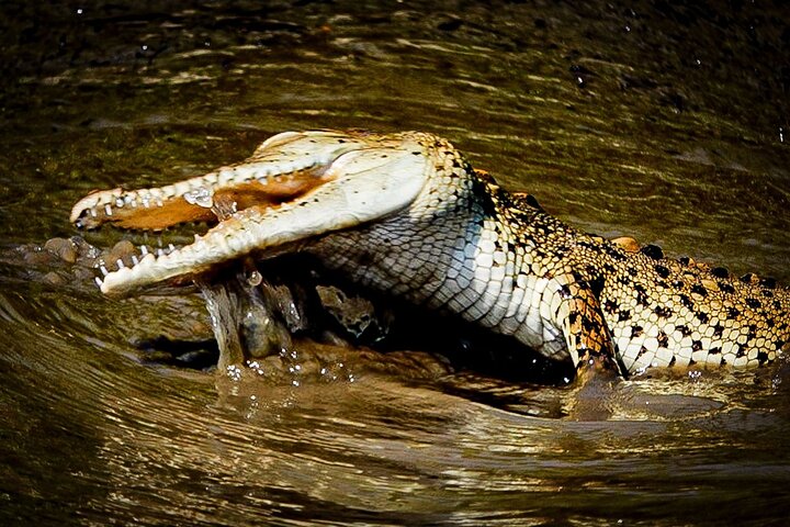 River and Mangrove Tour in Sierpe
