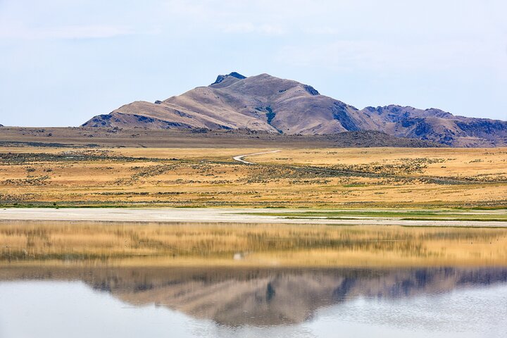 Antelope Island Wildlife Expedition Great Salt Lake Adventure