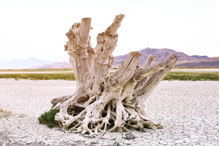 Antelope Island Wildlife Expedition Great Salt Lake Adventure