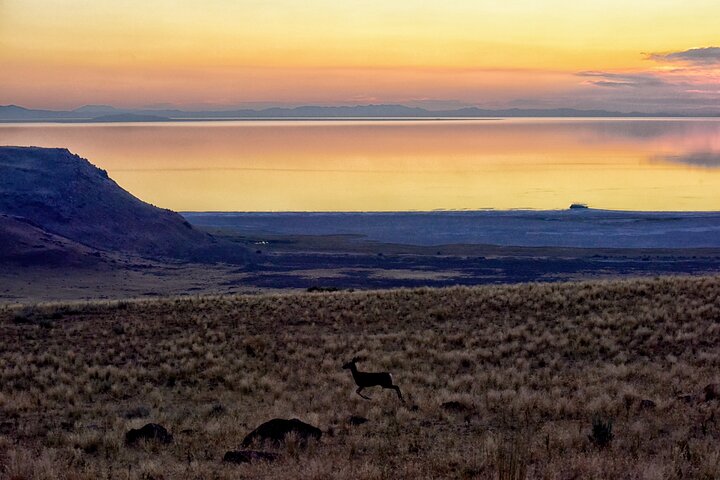 Antelope Island Wildlife Expedition Great Salt Lake Adventure