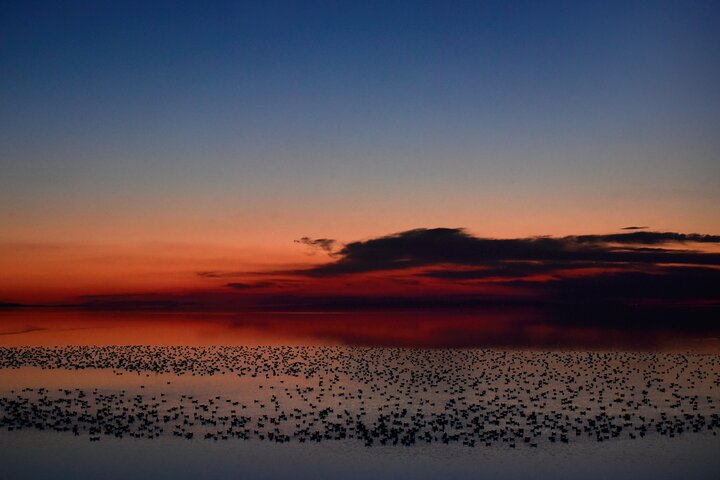 Antelope Island Wildlife Expedition Great Salt Lake Adventure