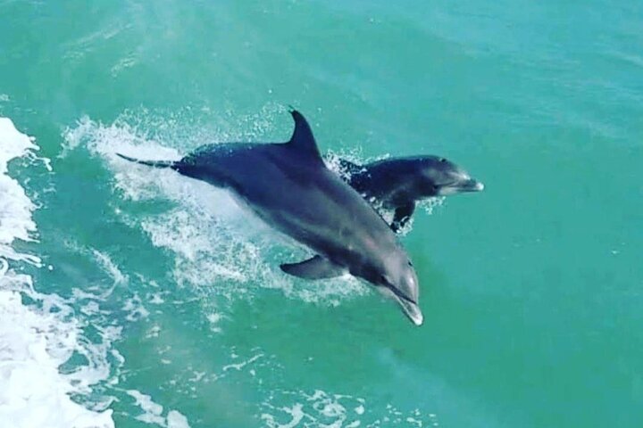 Sunset Dolphin Watch Cruise