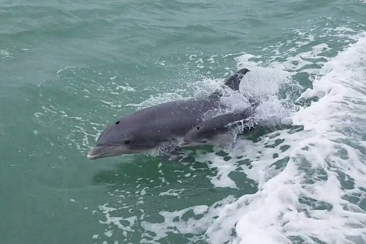 1:00 PM Eco Tour and Dolphin Watch