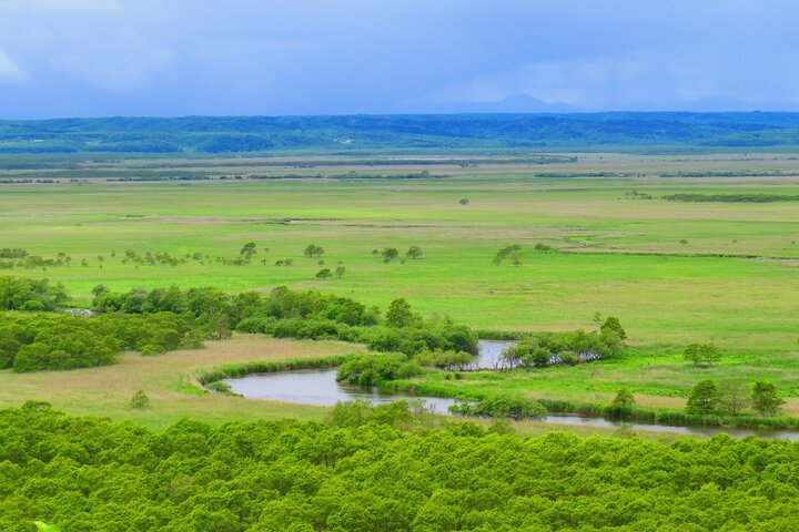 Private Tour with Kushiro Marsh, Tancho, and Local Market