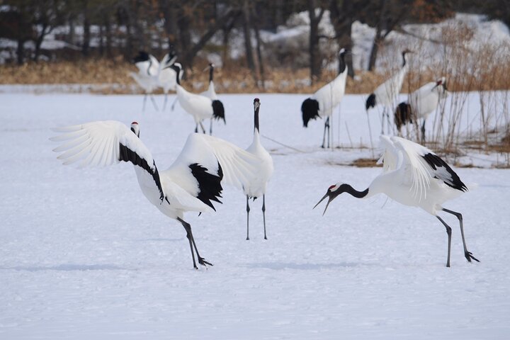 Private Tour with Kushiro Marsh, Tancho, and Local Market