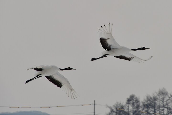 Private Tour with Kushiro Marsh, Tancho, and Local Market