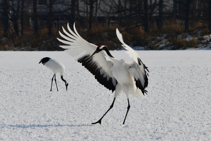 Private Tour with Kushiro Marsh, Tancho, and Local Market