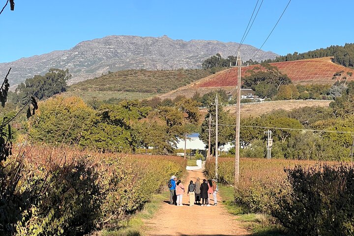 Franschhoek Wine Walk with Lunch