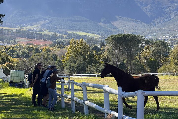 Franschhoek Wine Walk with Lunch