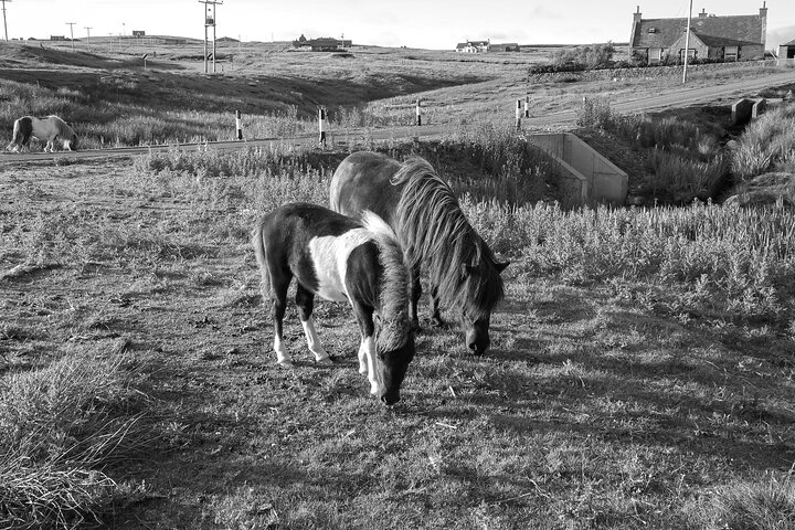 Private Half Day Tour in Shetland South Mainland