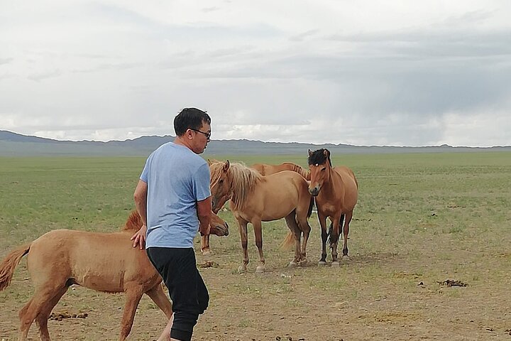 Multi Day Gobi Desert Highlights at Dunes