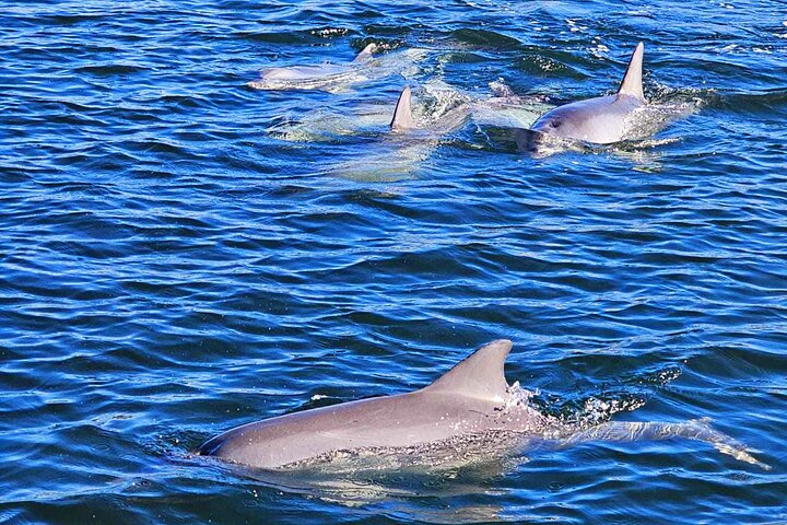 90 Minute Port Adelaide Dolphin & Ships Graveyard Cruise