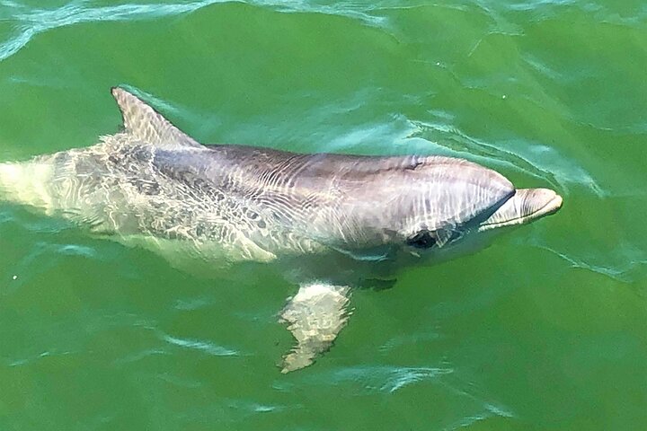 90 Minute Port Adelaide Dolphin & Ships Graveyard Cruise