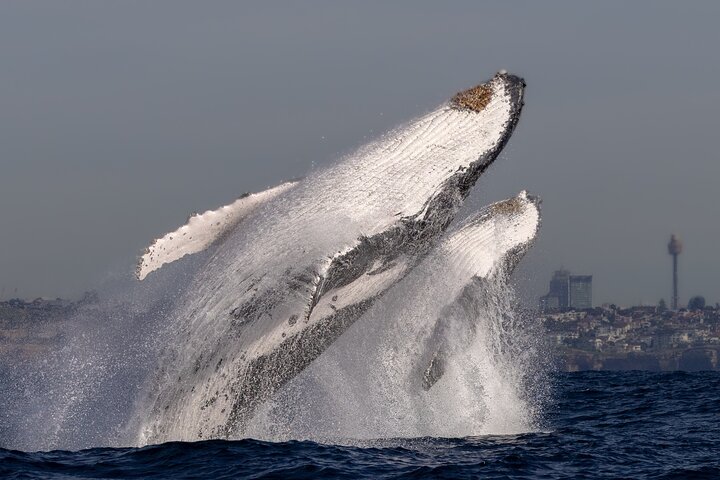 Whale Watching Boat Trip in Sydney