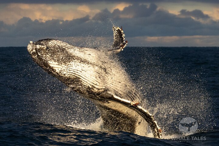 Whale Watching Boat Trip in Sydney