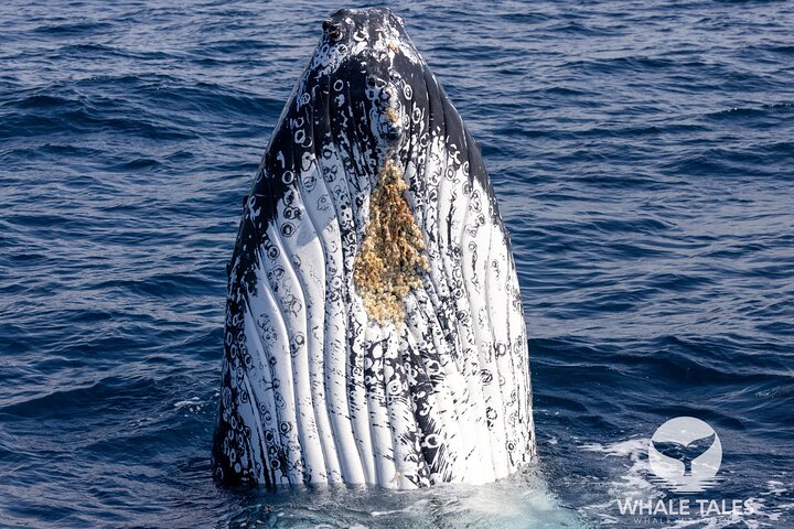 Whale Watching Boat Trip in Sydney