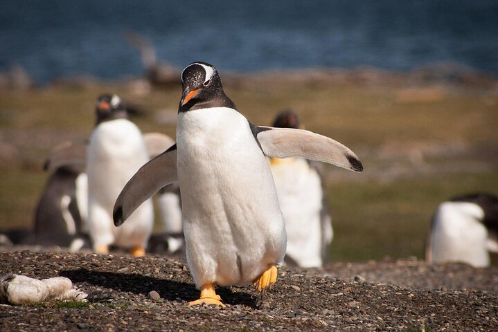 Walking with Penguins in Ushuaia
