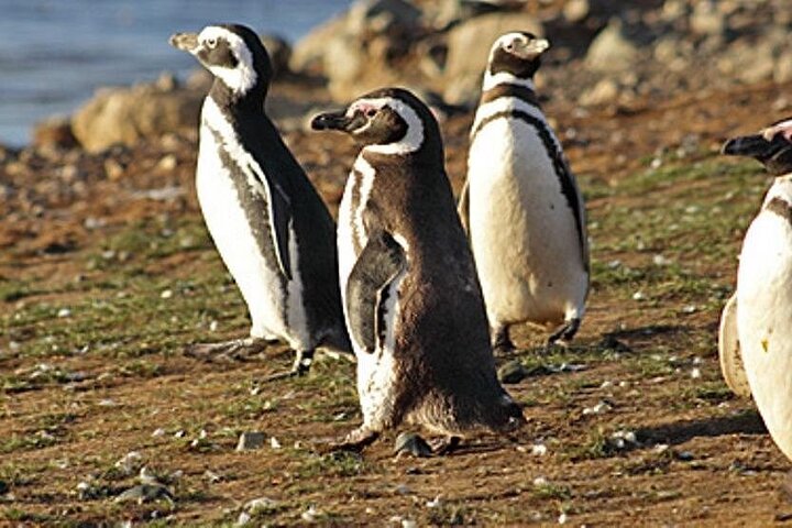 Walking with Penguins in Ushuaia