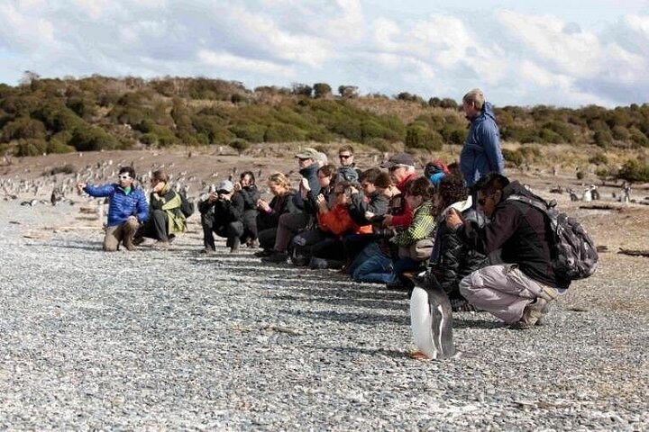 Walking with Penguins in Ushuaia