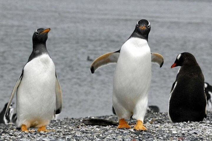 Walking with Penguins in Ushuaia