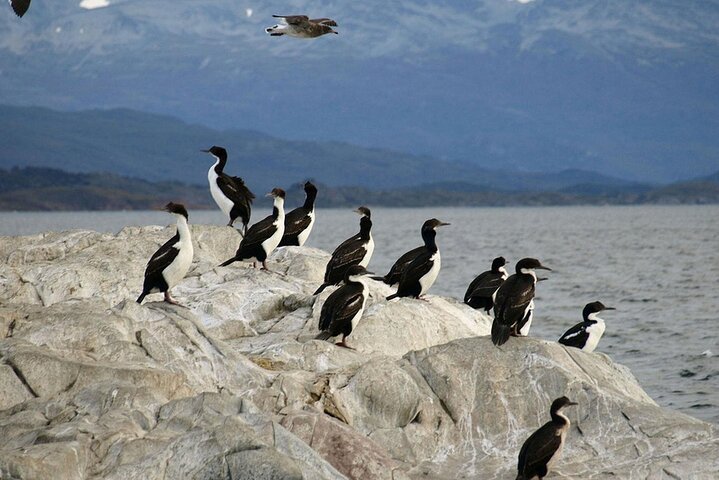 Walking with Penguins in Ushuaia