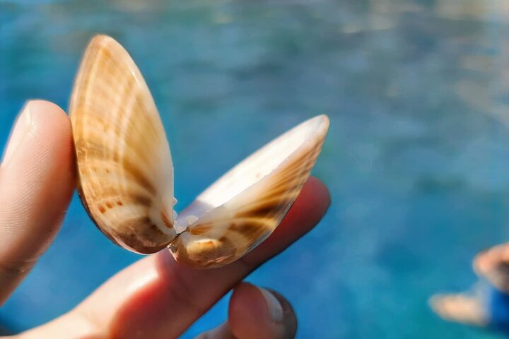 Hvar & Brač PRIVATE Speedboat: Cave, Blue Lagoon & Hidden Bays