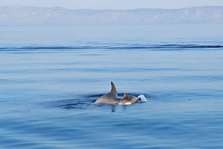Makarska 3-Island Speedboat Tour: Golden Horn and "Little Venice"
