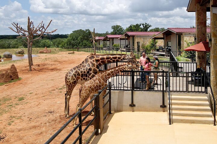 Animal Encounters