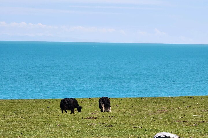 Private Day Trip to Ta’er Monastery and Lake Kokonor