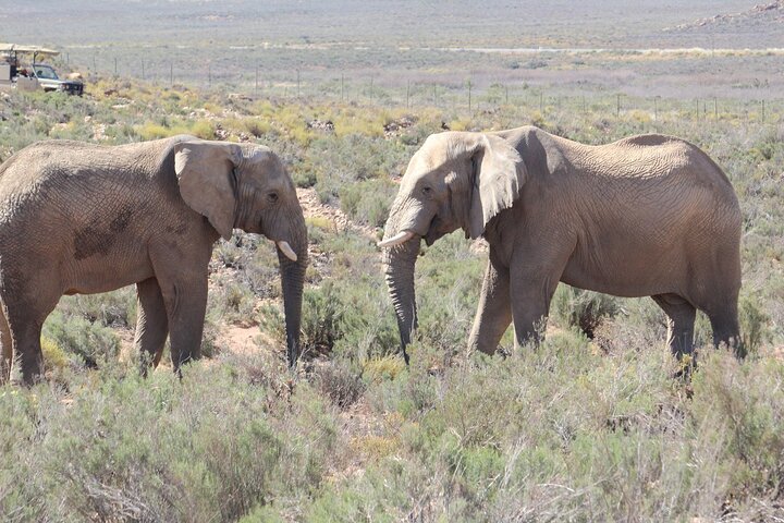 Aquila Big Five Game Reserve Safari with options from Cape Town