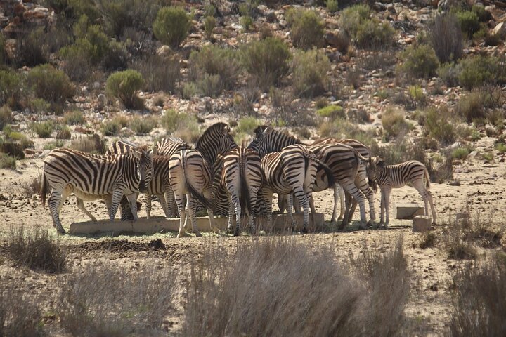 Aquila Big Five Game Reserve Safari with options from Cape Town