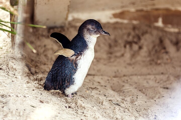 Melbourne Puffing Billy Train and Penguin Parade Day Tour Escape