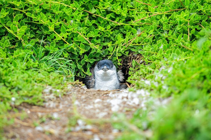 Melbourne Puffing Billy Train and Penguin Parade Day Tour Escape