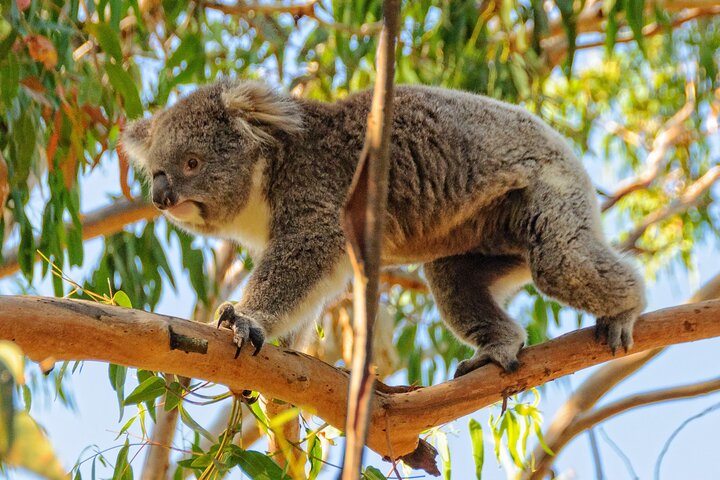 Melbourne Puffing Billy Train and Penguin Parade Day Tour Escape