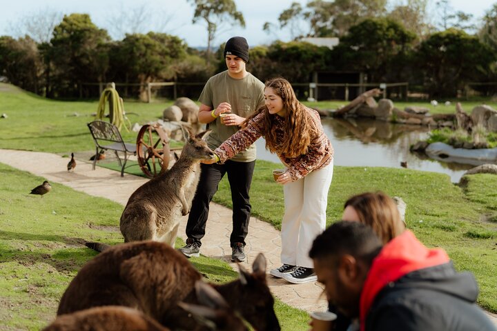 Melbourne Puffing Billy Train and Penguin Parade Day Tour Escape
