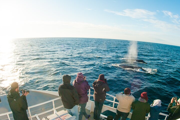 Newcastle to Port Stephens: Whale Watching, Hike & Dunes
