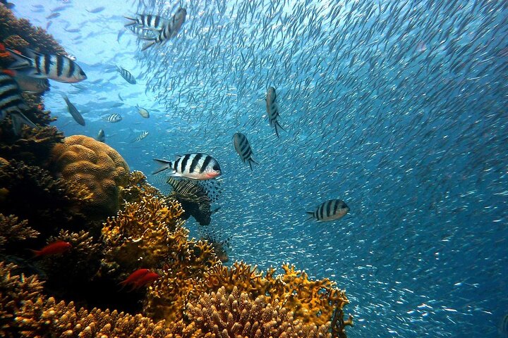 Luxury Yacht: Ras Mohammed & White Island, Lunch & Snorkel