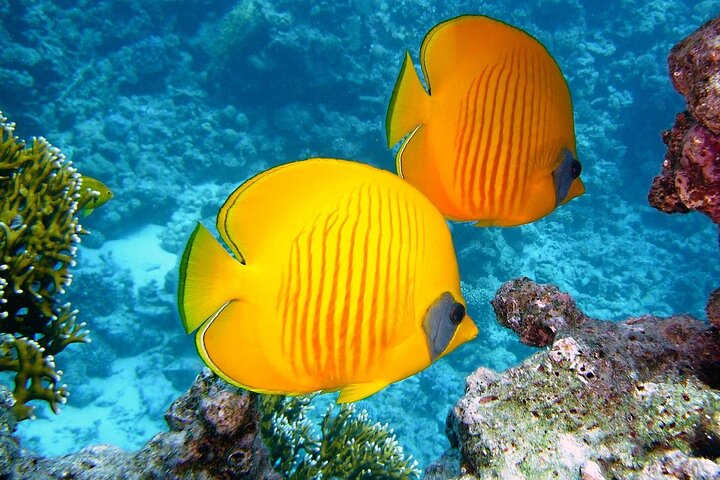 Luxury Yacht: Ras Mohammed & White Island, Lunch & Snorkel