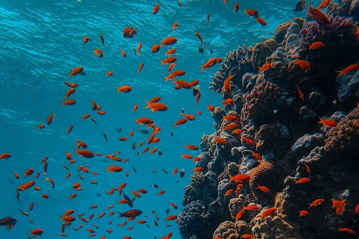 Luxury Yacht: Ras Mohammed & White Island, Lunch & Snorkel