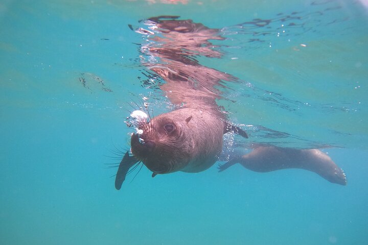 Swim with the Seals in Plettenberg Bay
