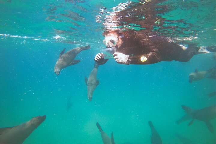Swim with the Seals in Plettenberg Bay