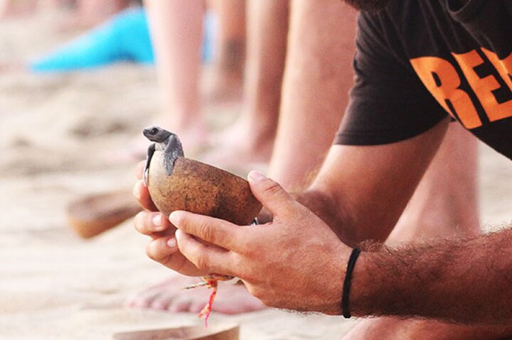 Release of Sea Turtles at Sunset