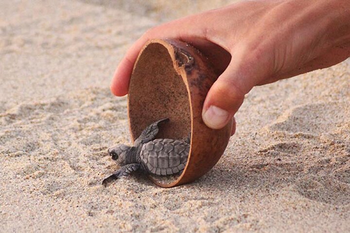 Release of Sea Turtles at Sunset